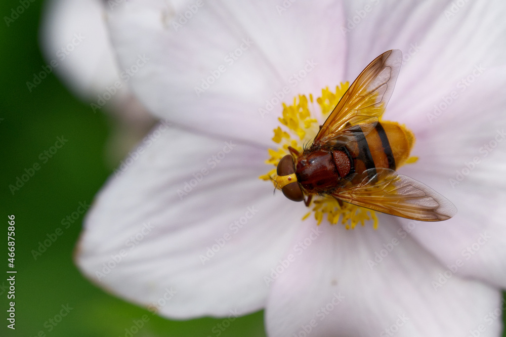 Hornissen-Schwebfliege (Volucella zonaria) Hornissen-Schwebfliege (Volucella zonaria)