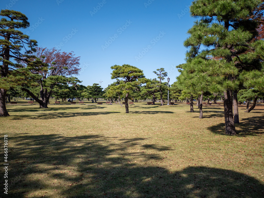 Fototapeta premium 秋の皇居外苑の風景 11月