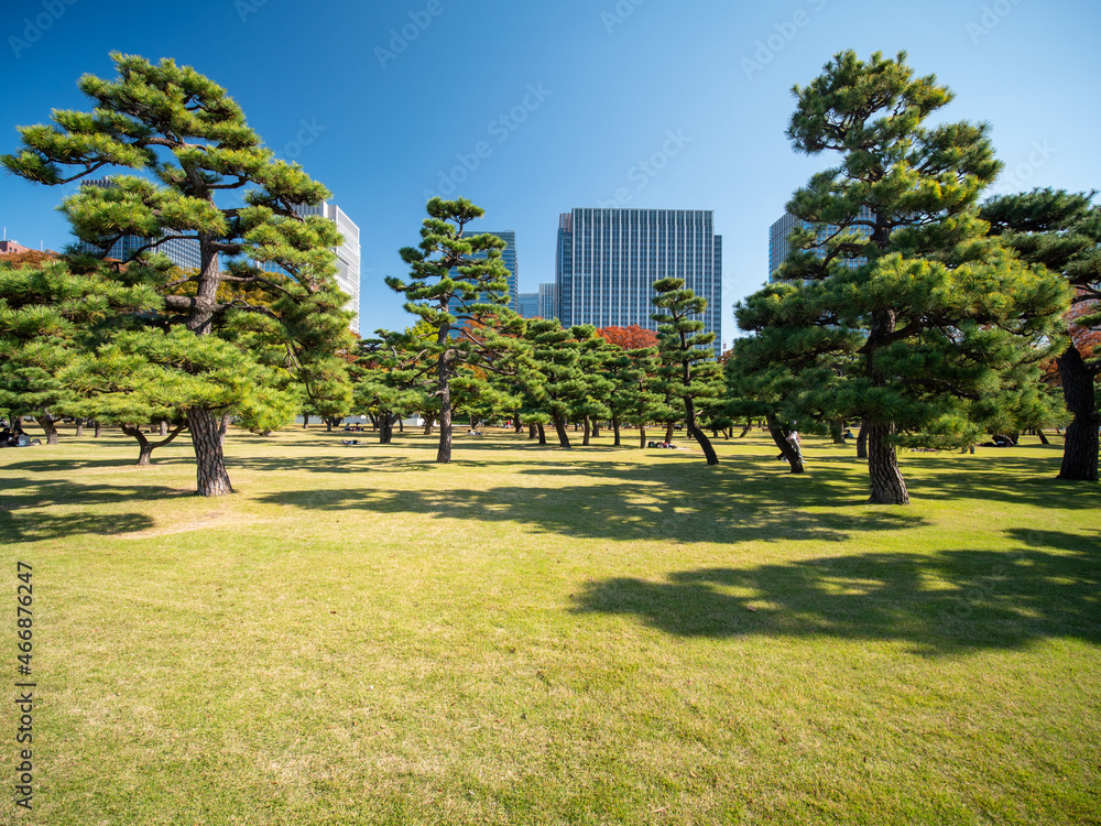 Obraz premium 秋の皇居外苑の風景 11月