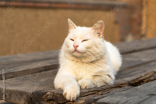 White cat lying in the sun on an old wooden table