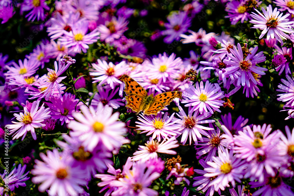 Butterfly purple in flowers