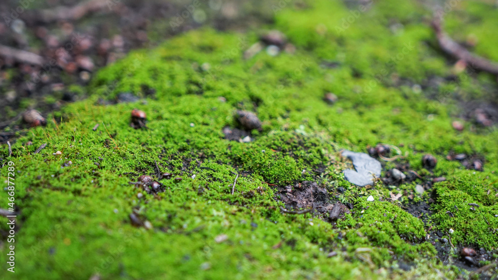 Moss moss on the ground Moss moss on the ground