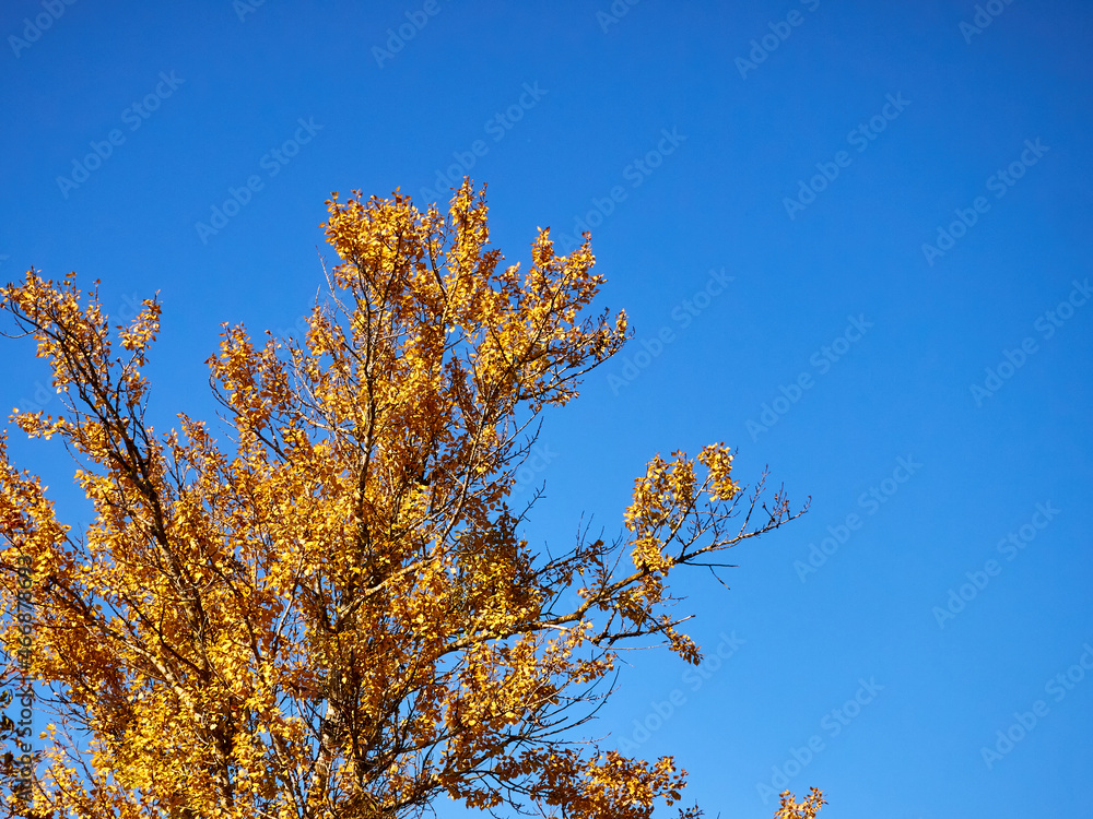 birch branches with yellow, autumn leaves against a clear blue sky, autumn look