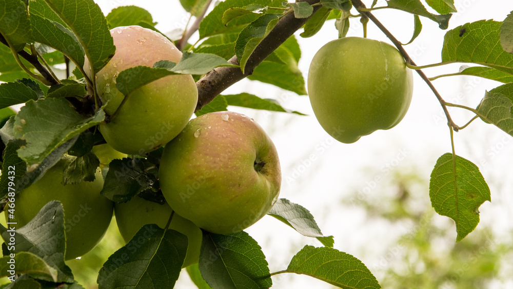 Apples on a branch with water drops, copy space, close up Apples on a branch with water drops, copy space, close up