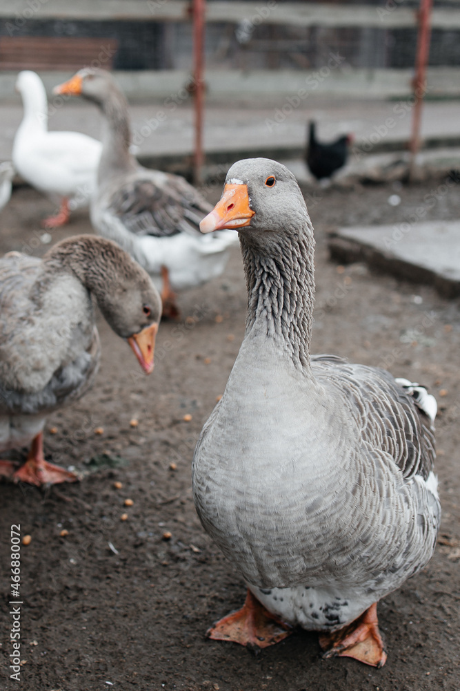 Close up grey domestic goose standing. Close up grey domestic goose standing.