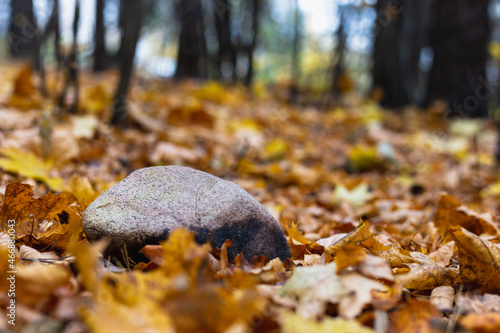 Stone lying on autumn leaves in the forest