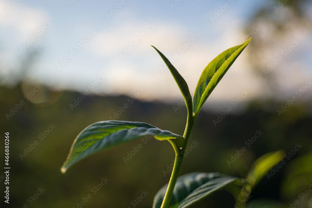 Fototapeta premium Tea leaves from the early morning.