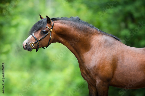 Fotografie Brown horse portrait on green background