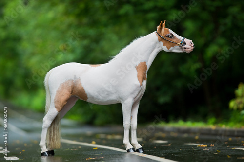 Small white in spots horse standing on the road in summer. American Miniature horse mare posing outdoors on green background.