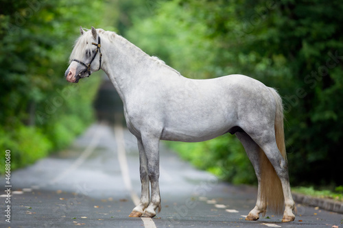 Φωτογραφία White horse standing on the road in summer