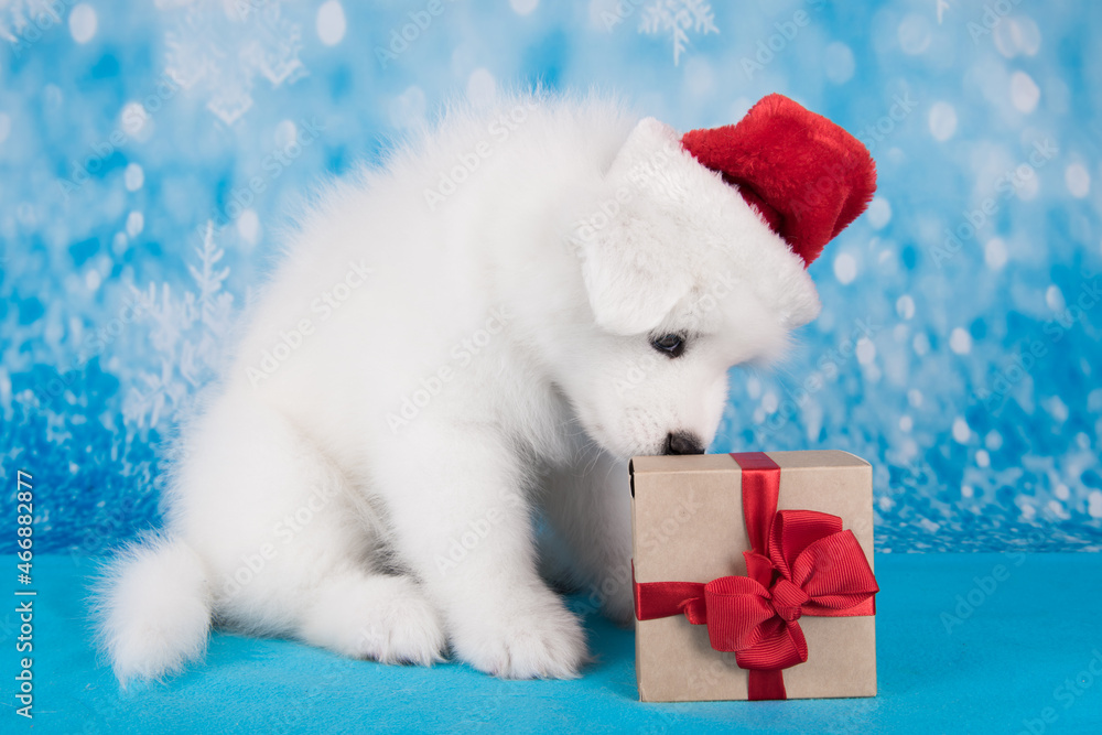 White funny Samoyed puppy dog in red Santa Claus hat with gift White funny Samoyed puppy dog in red Santa Claus hat with gift