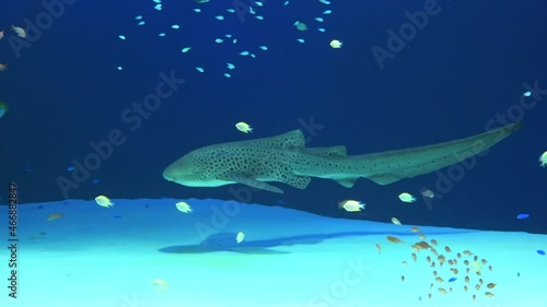 The Zebra Shark and many tropical fish swimming underwater in the aquarium in Japan. Close up shot of Stegostoma Fasciatum. 4K  photo