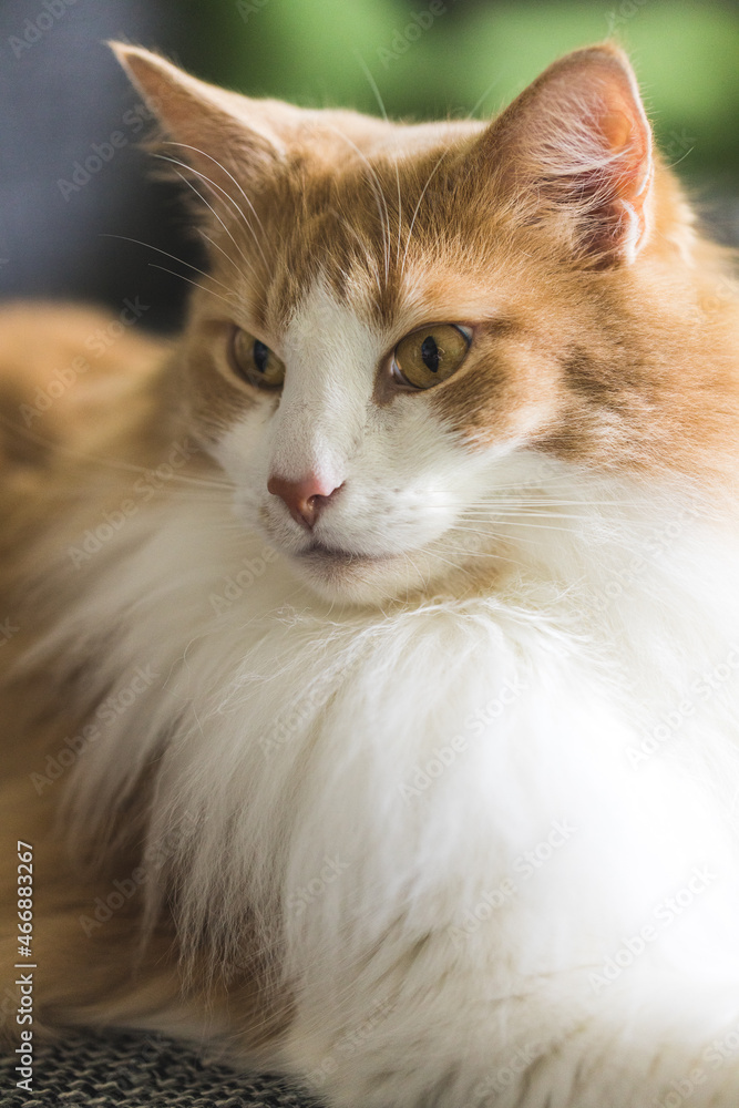 Closeup of white-orange cat.