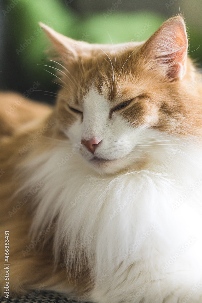 Closeup of white-orange cat with closed eyes. Closeup of white-orange cat with closed eyes.