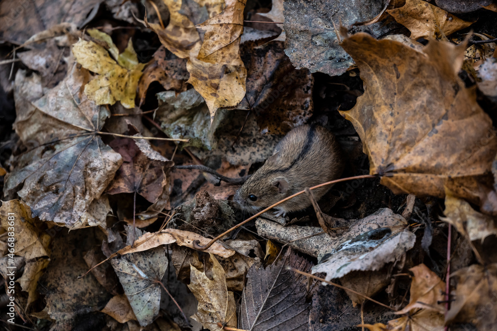 forest chipmunk stocks up food for the winter on a cloudy autumn day forest chipmunk stocks up food for the winter on a cloudy autumn day