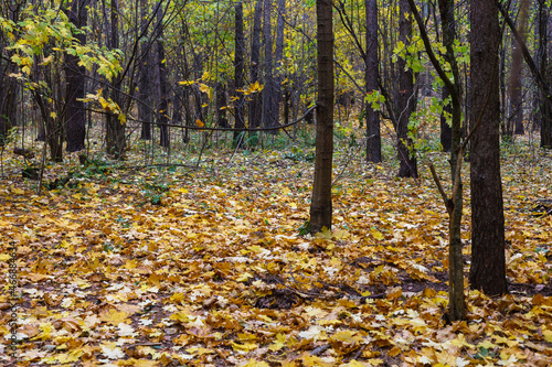 Many yellow autumn leaves in the forest