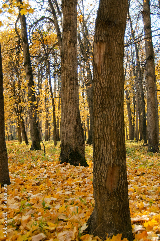 Trees with bright yellow leaves in the city park. Autumn forest. Yellow beautiful autumn in the forest Trees with bright yellow leaves in the city park. Autumn forest. Yellow beautiful autumn in the forest