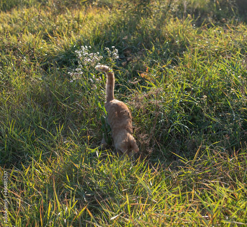 Orange cat play and hunt in the meadow, hiding in tall grass © Menta