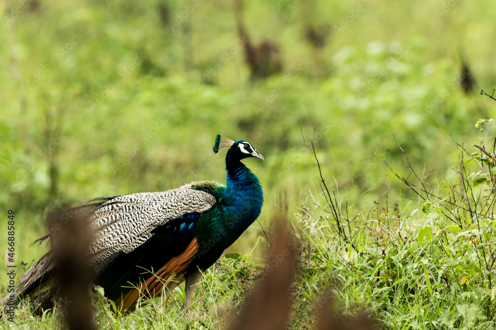 Obraz premium Close up of peacock with feathers