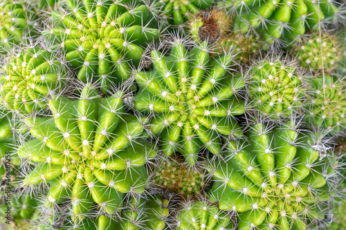 Beautiful cactus in garden. Widely cultivated as an ornamental plant.
