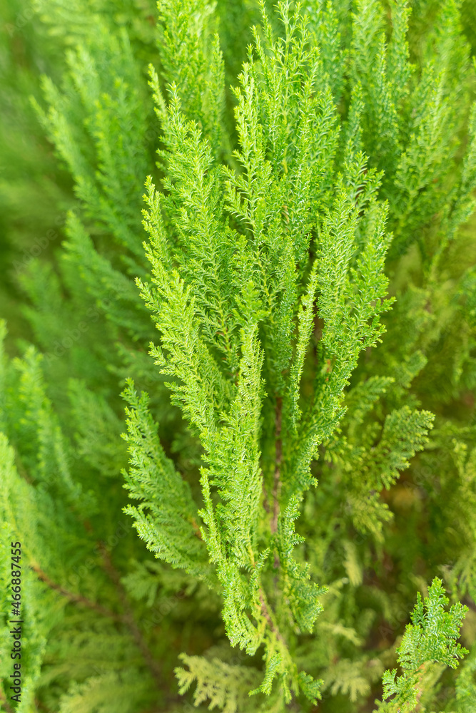 Green prickly branches of a fur-tree or pine for background. Green prickly branches of a fur-tree or pine for background.