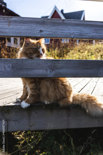 Orange cat sitting on a wooden platform outside.