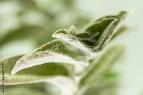 Close-up of hairy-leaved telegraph flower  tradescantia 