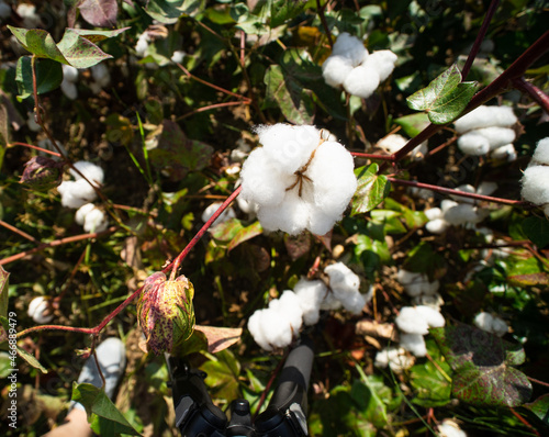 Cotton field is ready to harvest, Cotton ball in full bloom, agriculture farm concept and cloudy sky.