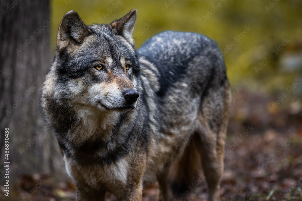 Portrait of a gray wolf