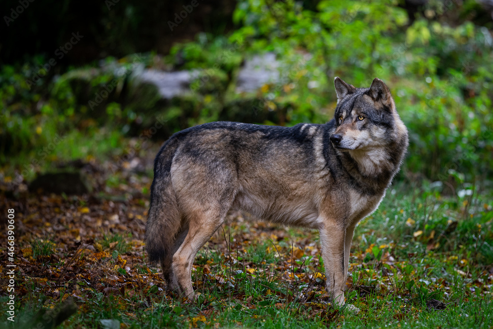 Portrait of a gray wolf Portrait of a gray wolf