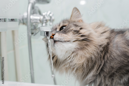 Fur gray cat drinking water from tap in bathroom, close-up. Fluffy cat sniffing water with pink nose. Funny pet, animal theme photo