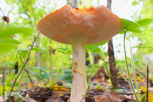 Fly amanita (Amanita muscaria) in autumn forest