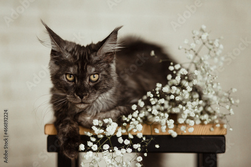 maine coon kitten. Maine coon kitten black smoke