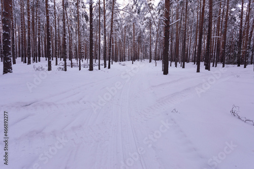 Ski road in a pine forest.