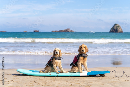 外浦海岸／ゴールデンレトニエル