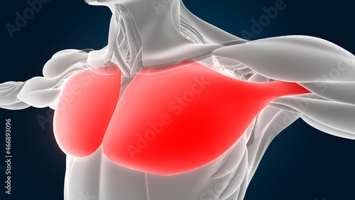 Fotografie Human Muscular System Torso Muscles Pectoral Muscles Anatomy