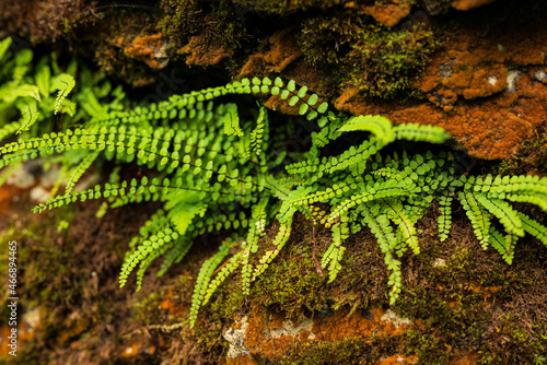 Evergreen fronds of Asplenium trichomanes  the maidenhair spleenwort  growing between rocks covered with moss and red lichens  Teutoburg Forest  Germany