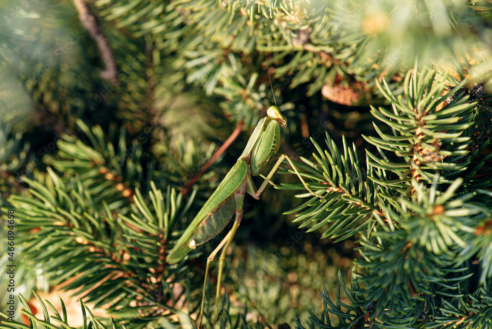 Mantis or Praying Mantis, Mantis religiosa on spruce branch. Side view. Selective focus.