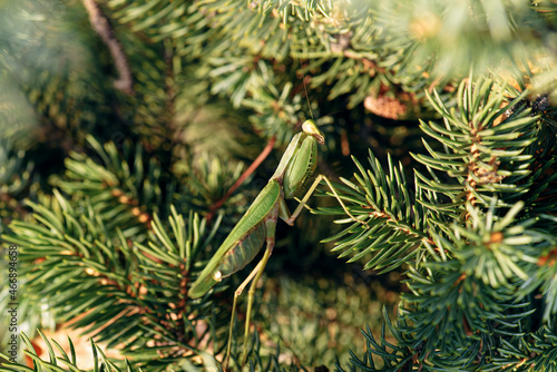 Obraz na płótnie Mantis or Praying Mantis, Mantis religiosa on spruce branch. Side view. Selective focus. w salonie