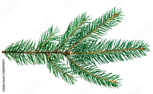 Fir tree branch isolated on white © tanya