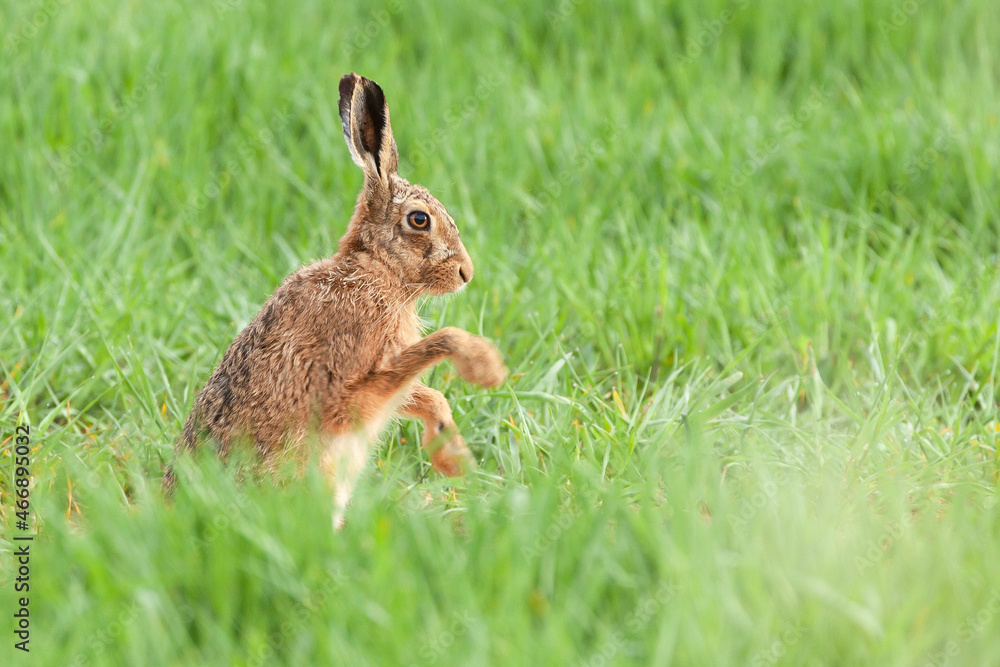 Fototapeta premium Norfolk hare close up sitting washing