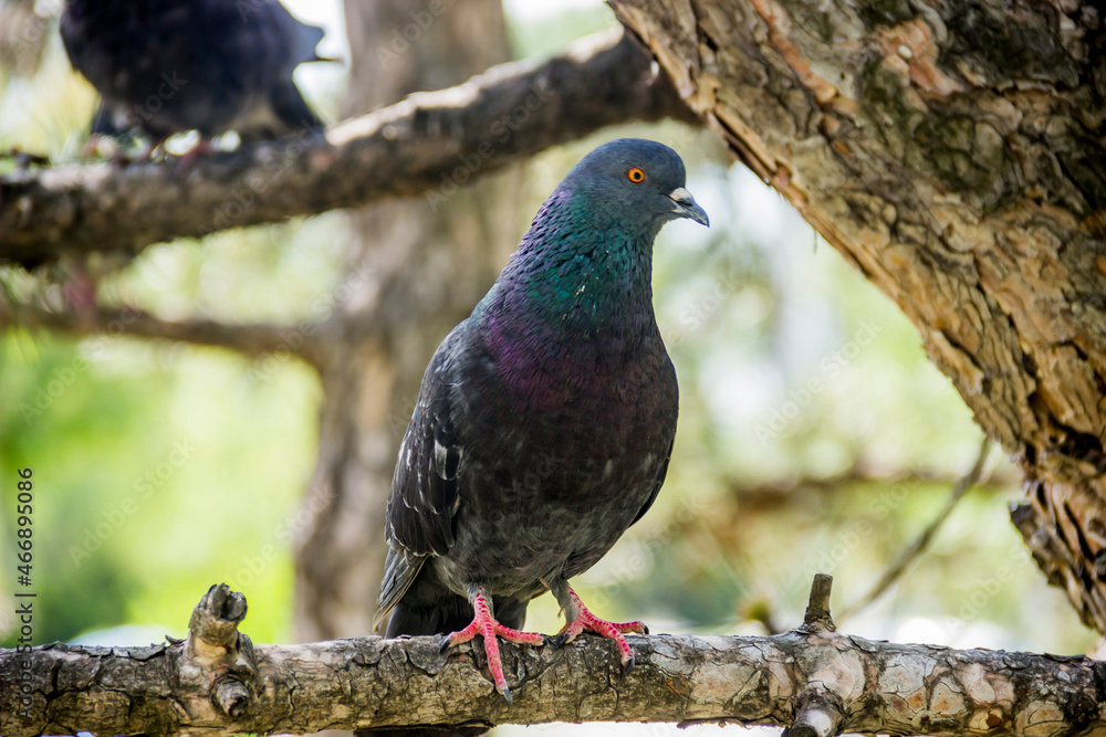 wild dove on pine tree wild dove on pine tree