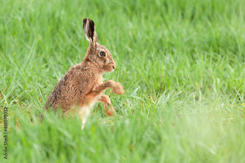 Norfolk hare close up sitting washing