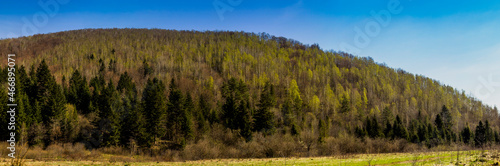 panoramic view of birch forest in Ukrainian Carpathian