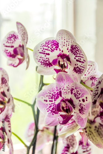 a blossoming orchid (Phalaenopsis) © Petro Teslenko