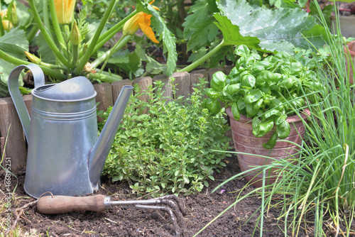 aromatic plant and basil in potted  in a garden with gardening equiment on th...