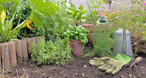 aromatic plant and basil in potted  in a vegetabke garden with gardening equi...