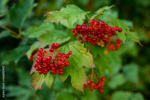 Close up of a „Guelder Rose“ (Viburnum opulus, other common names include water elder, cramp bark, snowball tree, common snowball) branch with red ripe fruits. photo
