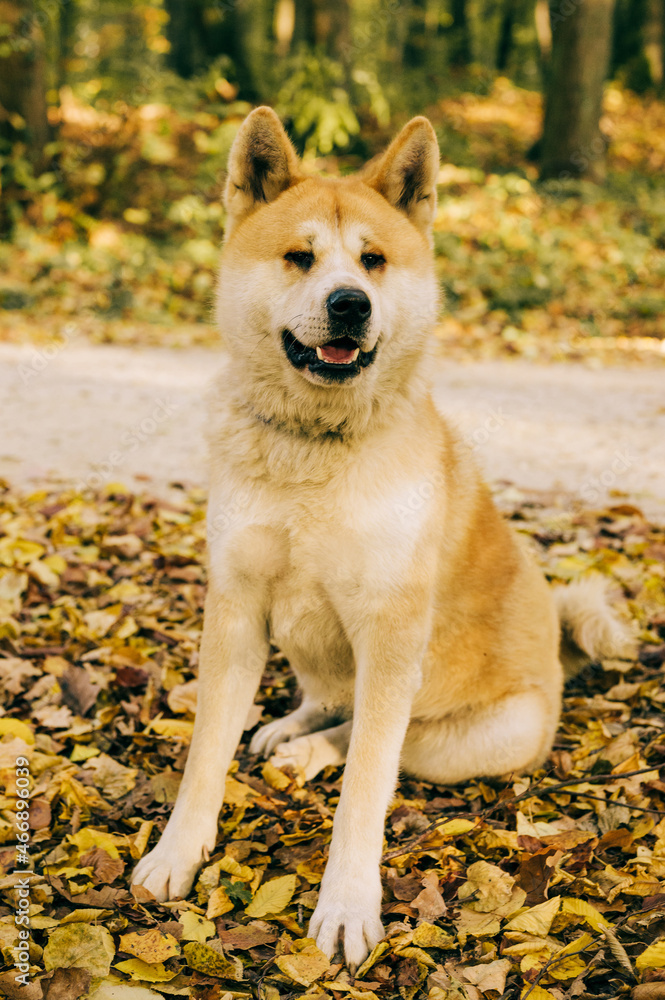 Akita Inu portrait in the forest during the Autumn. Akita, Shiba inu dog breed. 1 year old puppy.