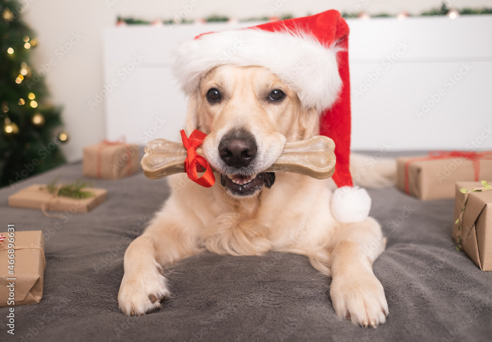 A dog wearing a santa claus hat holds his gift bone near the christmas tree with presents for christmas. Christmas card with a pet. The Golden Retriever sits in a cozy, festive atmosphere. A dog wearing a santa claus hat holds his gift bone near the christmas tree with presents for christmas. Christmas card with a pet. The Golden Retriever sits in a cozy, festive atmosphere.